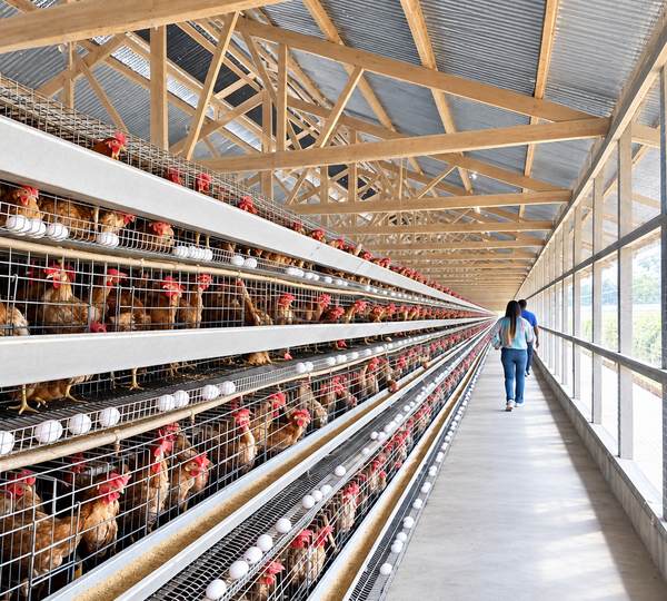 A Type Galvanized Automatic Egg Layer Chicken Cage