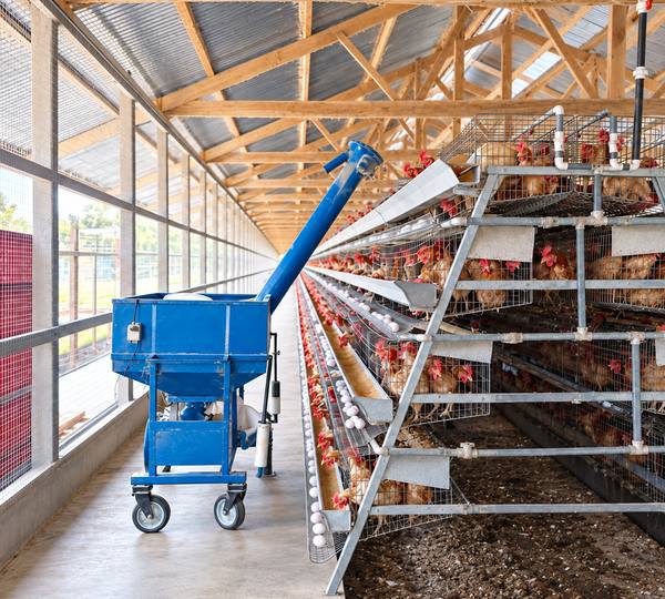 15000 chicekns A Type Galvanized Automatic Egg Layer Chicken Cage