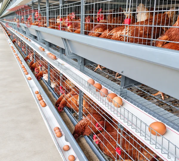 H Type Layer Battery Cages for 50000 chickens