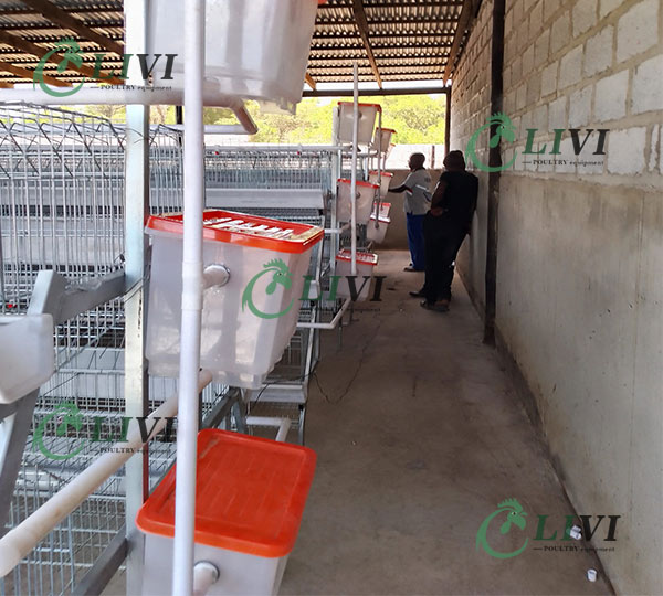 3-Tier Chicken Battery Layer Cages for Sale in Nigeria
