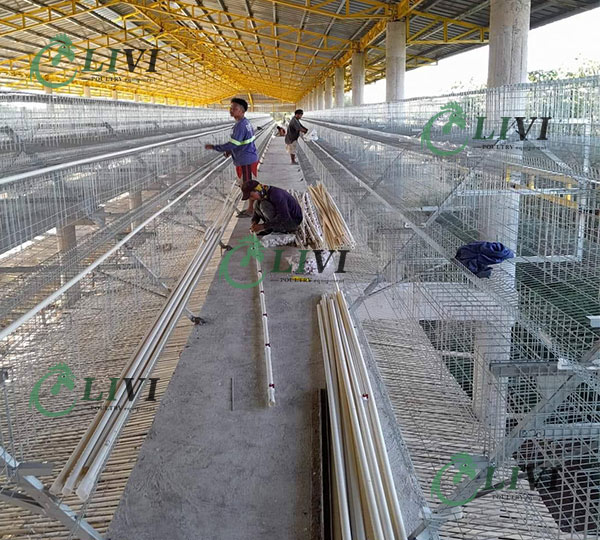 A Type 96 Birds Hens Galvanized Egg Laying Cages