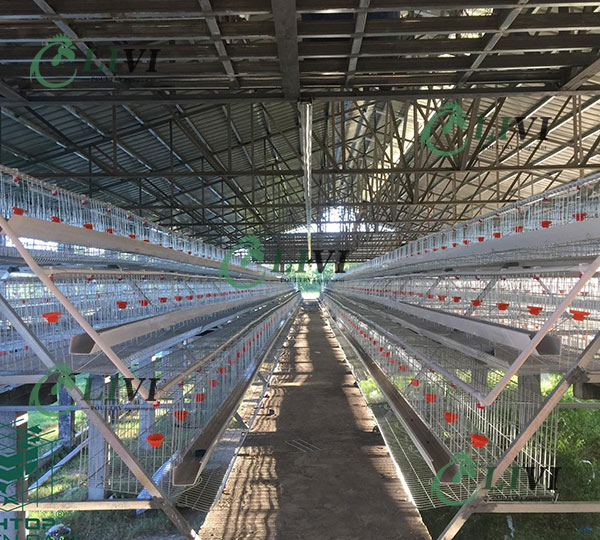 A Type 96 Birds Hens Galvanized Egg Laying Cages