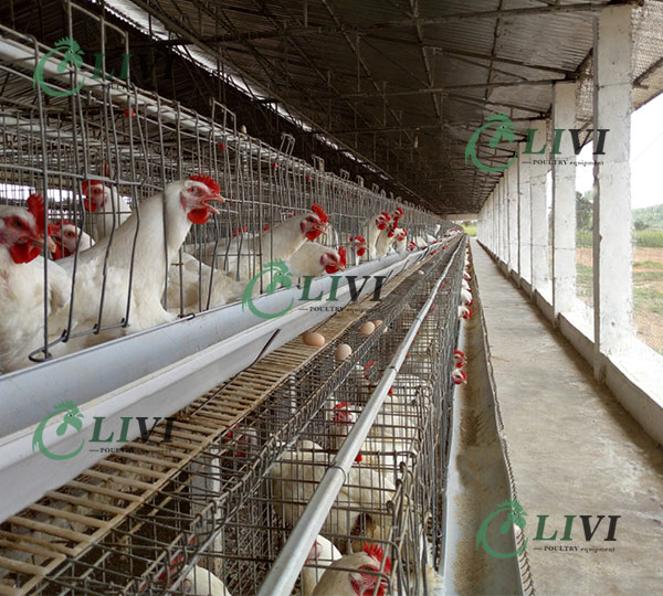 Best Price A-type 128 Birds Layer Chicken Cages for Poultry Farms