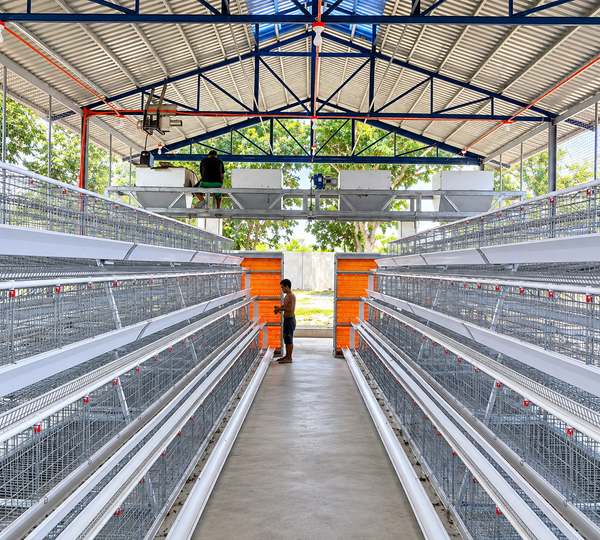 Poultry Battery Farm Automatic Layer Chicken Cages