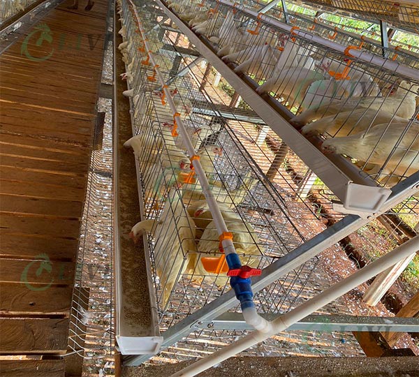 Philippines-Market-D-Frame-Type-Layer-Chickens-Cage