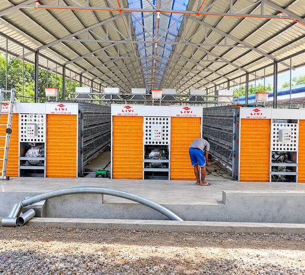 Automatic Layer Chicken Cages