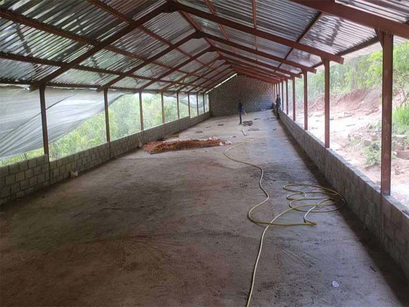chicken shed