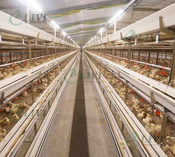 cage for broiler chicken broiler cage price