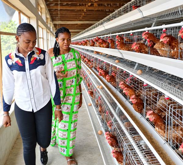 Hot Sale Poultry Farm A Type Full Automatic Egg Chickens Poultry Farm Layer Battery Cage Nigeria