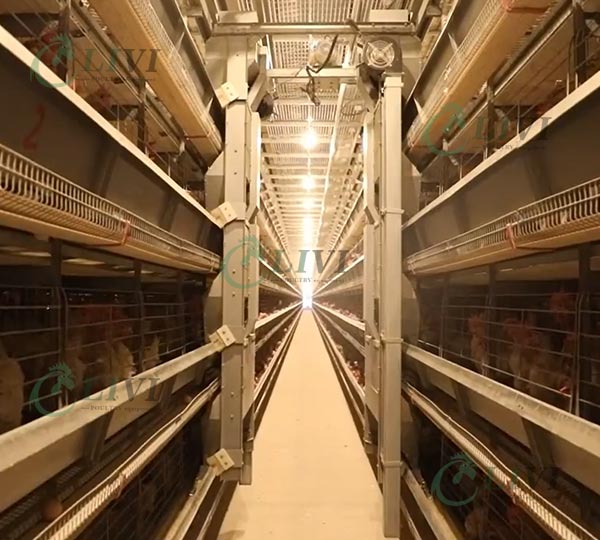 h-type-battery-cage-sytem-for-layers