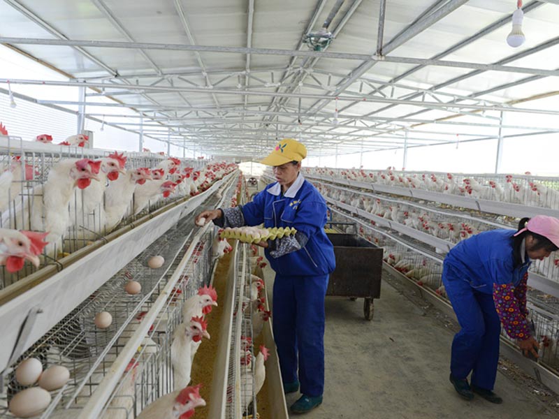 layer chicken cages for sale