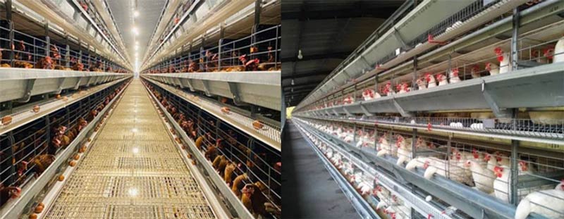galvanized h-type automatic egg layer chicken cages